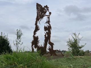 AC65 - Border Collie